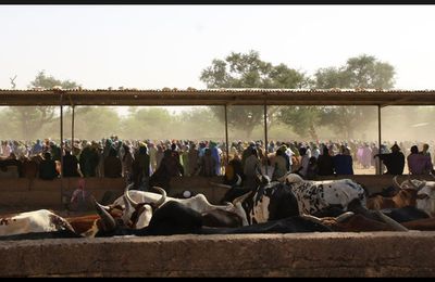 Mardi, dans l'arène de Fatoma