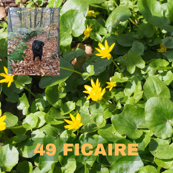 ficaire, fausse renoncule, herbe aux hémorroïdes, 