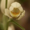 Cephalanthera damasonium (Céphalanthère à grandes fleurs)