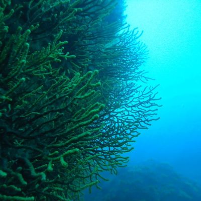 nouvelles bulles 2011 épisode 3