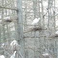 Des grappes d'oiseaux sur les branches