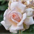 La Rose de Ronsard.
