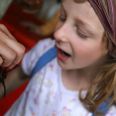 A la recherche des dauphins