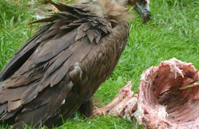 Pourquoi faut-il sauver les vautours ? 