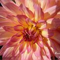 ♥ La ronde fleurie du mois ; les dahlias ♥