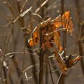 Feuilles sèches