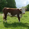 Traditional Hereford
