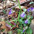 La violette des bois : discrétion, sensibilité, courage d'aller vers le groupe (fleur de personnalité)