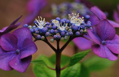 HYDRANGEA