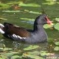 REVUE DE PRESSE NORMANDE: Poule d'eau a repéré pour vous...