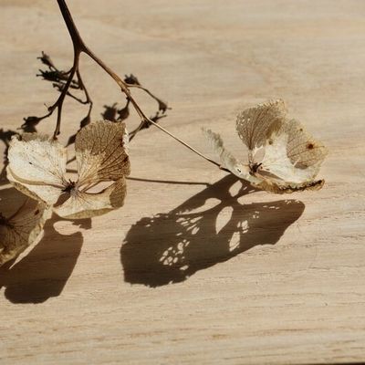 Préparer le printemps...