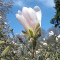 La fleur du mois, mars