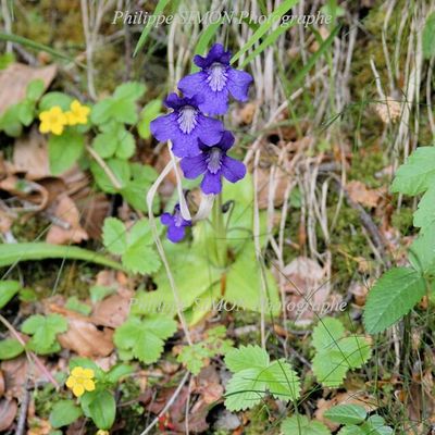 UNE PETITE PLANTE CARNIVORE...