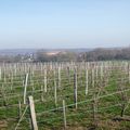 19 02 05 Un peu de soleil sur la vigne endormie