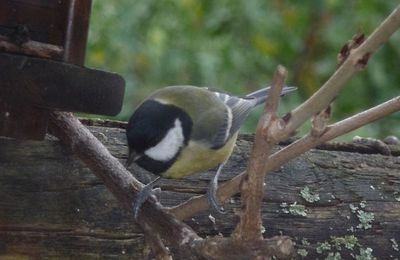 OISEAUX d'ici .....