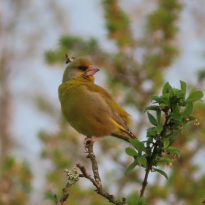 Les oiseaux autour de chez moi,