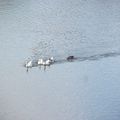 Oies et canards quai vers le pont de l' hypodromme