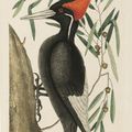 La Brooks McCormick Collection of Ornithology chez  Sotheby’s NY