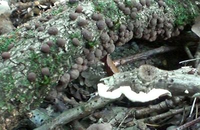 Ces petits champignons colonisent le bois de hêtre