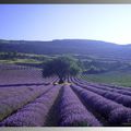 La lavande : fleur de l'étéL'été arrive et c'est