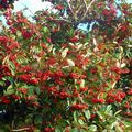 Cotoneaster