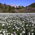 Les Hautes-Alpes...la saison des narcisses !