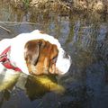 Comme un poisson dans l'eau!