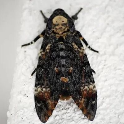 Acherontia atropos (Linnaeus, 1758) sphynx a tête