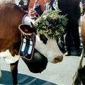 Fête des Alpages à Annecy... en vue !