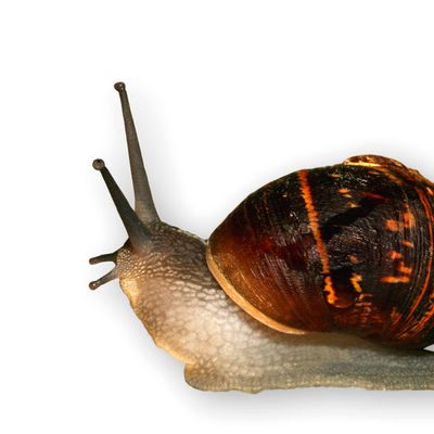 Symptome de grossesse...