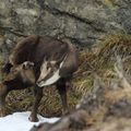 chamois