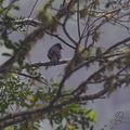 Bulbul de Bourbon / Merle Péï (Hypsipetes borbonicus)