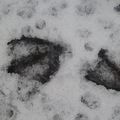 Pattes de canards dans la neige à Chaumont