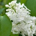 lilas blanc