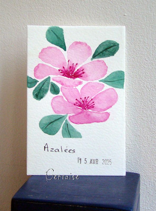 27 Azalées