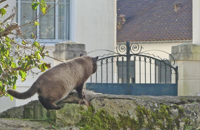 Année du chat noir : passée ou à venir ?