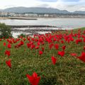 les coquelicots de sainte barbe 