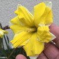 Des narcisses à fleurs doubles très gracieuses...