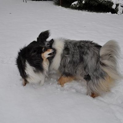 Hiver 2010/2011 ... la neige est de retour