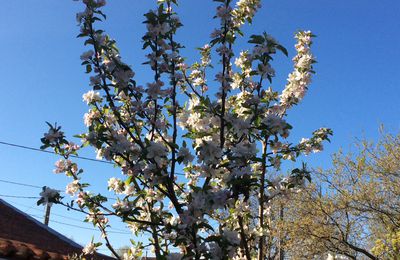 Explosion des pommiers.