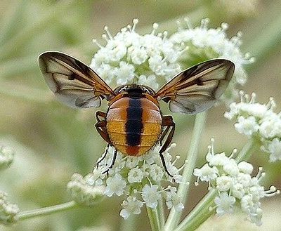 Phasia hemiptera (à confirmer)
