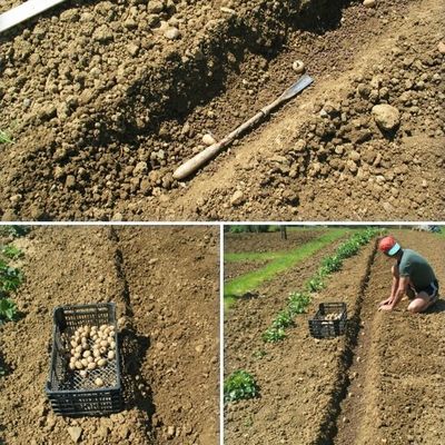 CULTURE DE LA POMME DE TERRE 2ème ÉTAPE