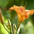 LE BOUQUET DU VENDREDI...