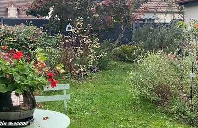 Retour dans mon Jardin entre les pluies d'automne
