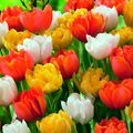 Les tulipes de Jardin Express...