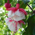 Fuchsias au cœur blanc cassé, tout en délicatesse 