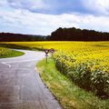 SUR LA ROUTE : du Pays Basque au Nivernais