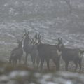 quelques chamois tj sous la neige