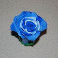 mes créatins fimo...rose bleue taille réélle