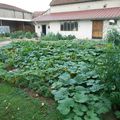 Courgette butternut